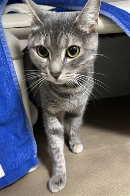 A young medium-sized female Domestic Short Hair cat named Moon for adoption in Boston, MA