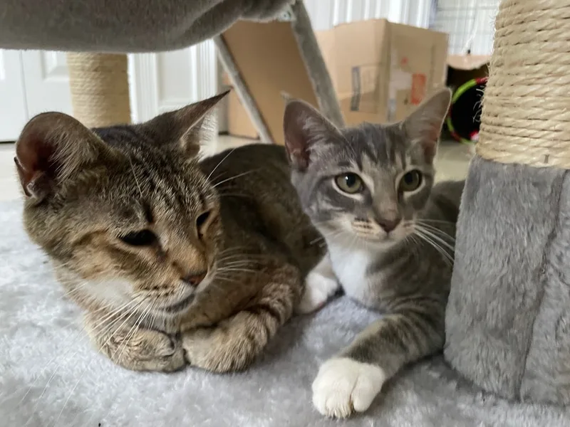 A baby small-sized female Tabby (Gray / Blue / Silver) American Shorthair cat named Maggie for adoption in Plantation, FL