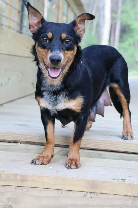 An adult medium-sized female Mixed Breed dog named Carol for adoption in Columbia, TN