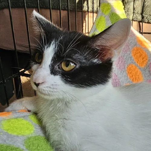 A baby small-sized female White Domestic Short Hair cat named Stella for adoption in Knoxville, TN