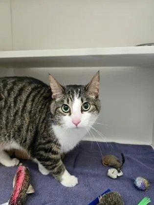 An adult small-sized male Domestic Short Hair cat named Harry for adoption in Harbor Springs, MI