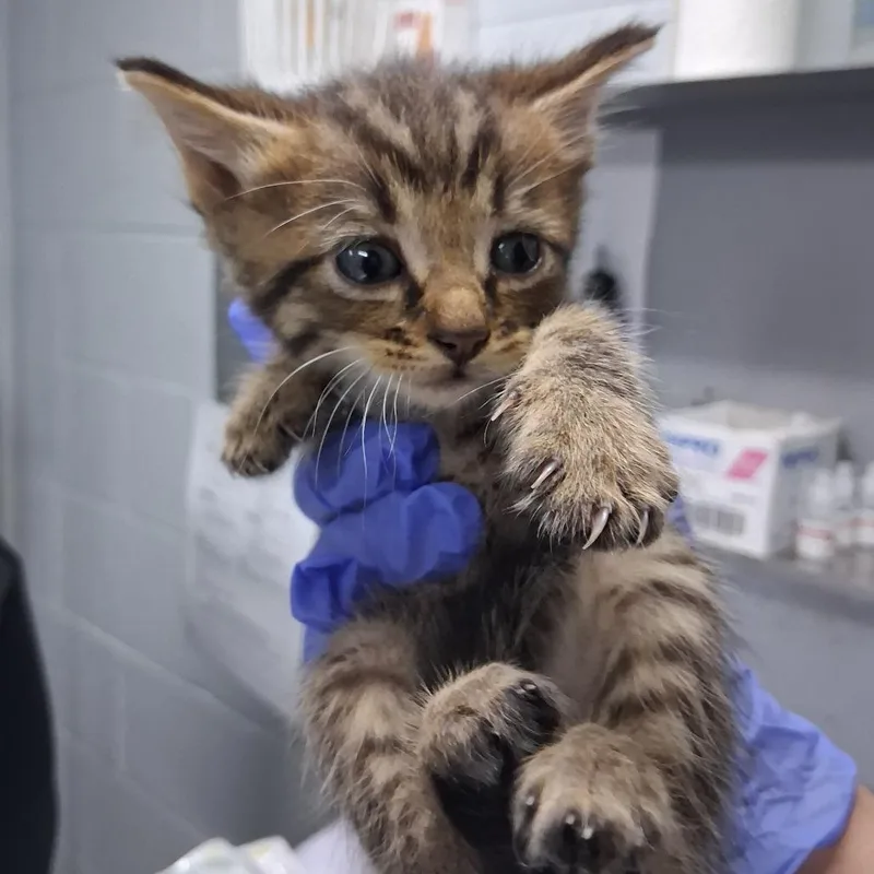A baby small-sized male Brown / Chocolate Domestic Short Hair cat named Cypress @ Azalea Square for adoption in Summerville, SC