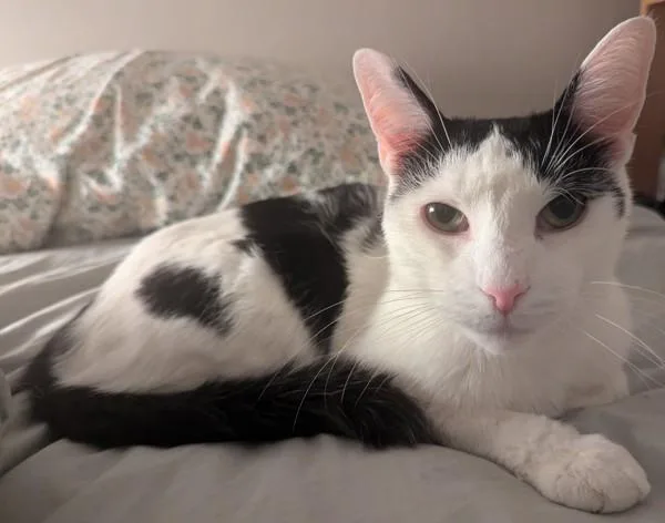 A senior medium-sized male Domestic Short Hair cat named Luna for adoption in New York, NY