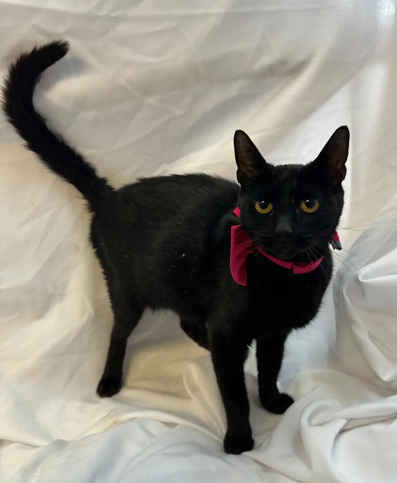 A baby medium-sized female Black Domestic Short Hair cat named Agnes for adoption in Margate, FL