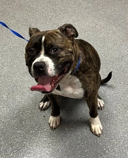A young large-sized male Pit Bull Terrier dog named Zuko for adoption in Greenfield, IN