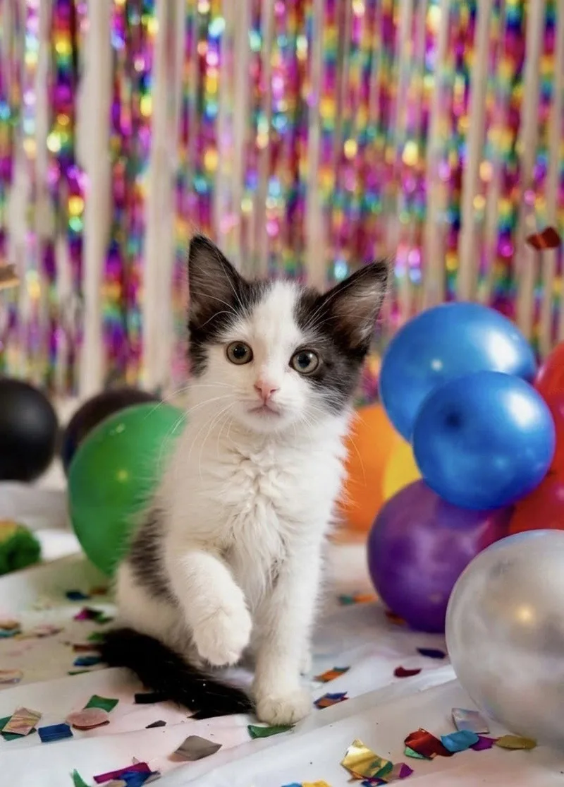 A baby small-sized male Black & White / Tuxedo Domestic Short Hair cat named Ross for adoption in Queen Creek, AZ