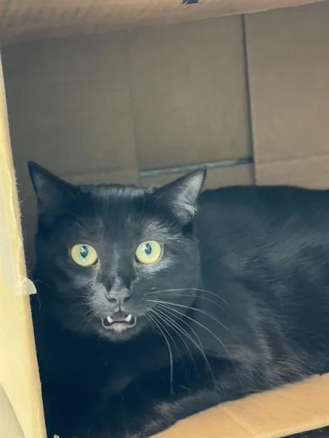 A young medium-sized female Domestic Short Hair cat named Cynthia for adoption in Boston, MA