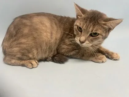 An adult small-sized female Domestic Short Hair cat named Patience for adoption in Golden Valley, MN