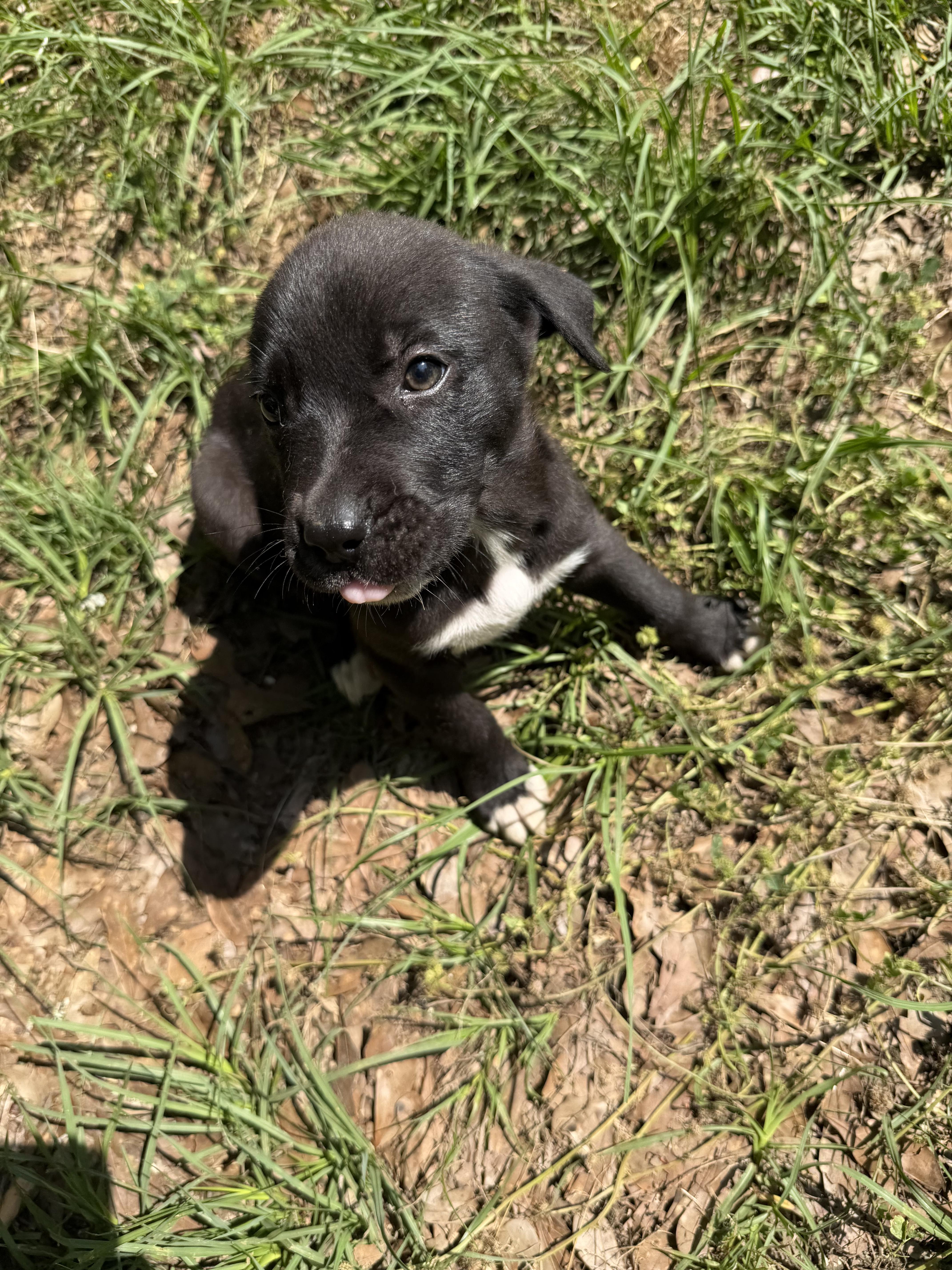 A baby medium-sized female German Shepherd Dog dog named Cassie for adoption in Kiln, MS