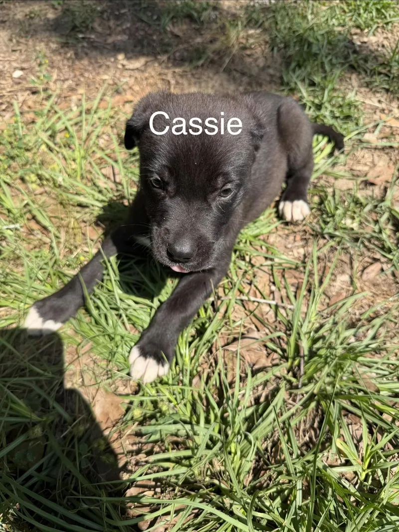 Cassie thumbnail 2