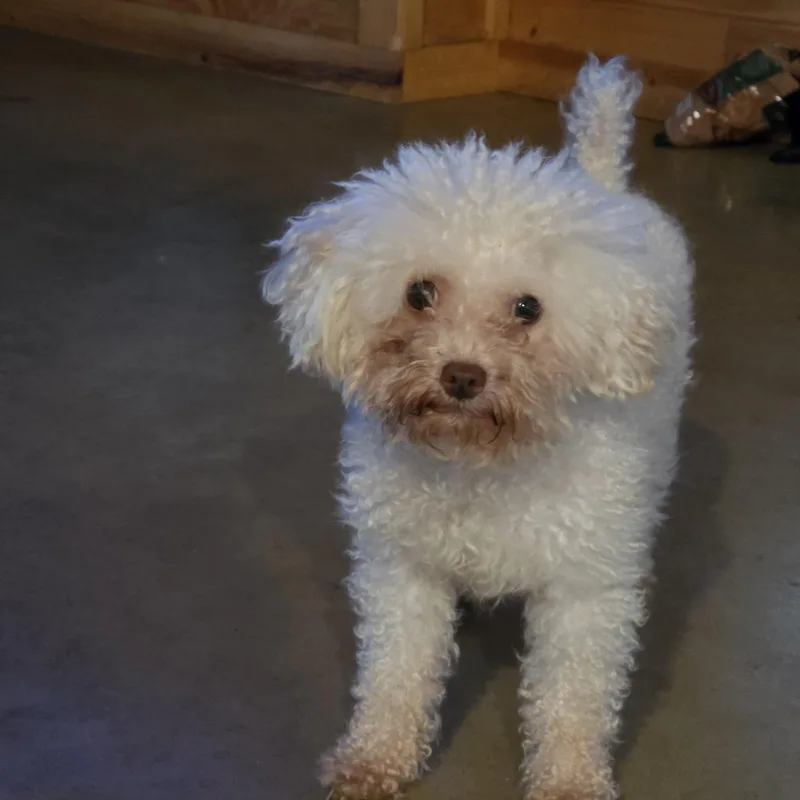 A young small-sized male Miniature Poodle dog named Ollie for adoption in Dandridge, TN