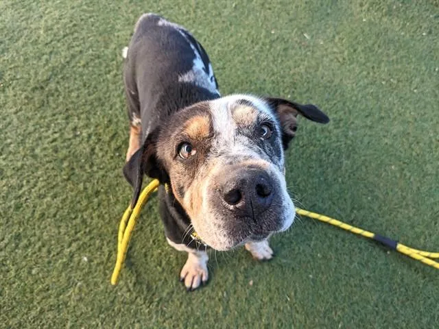 An adult large-sized female Shar-Pei dog named Dapple for adoption in Phoenix, AZ