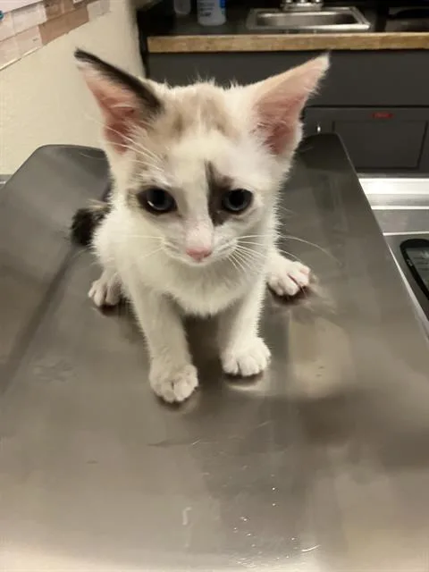 A baby small-sized female Domestic Short Hair cat named Sally for adoption in Long Beach, CA