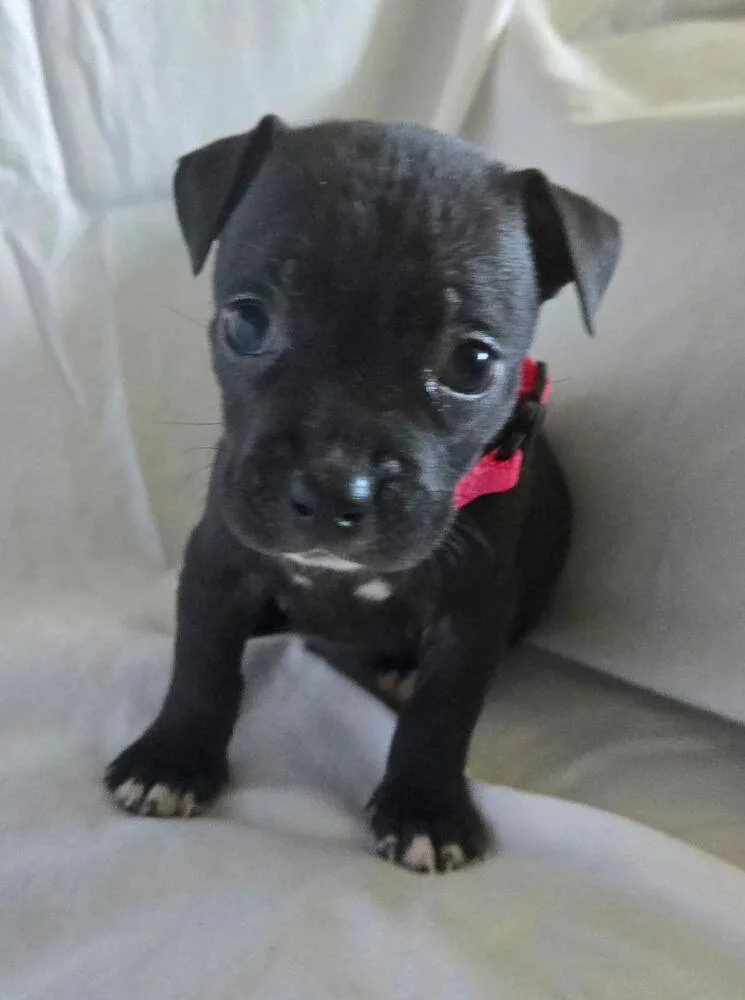 A baby small-sized female Tricolor (Brown, Black, & White) American Bulldog dog named Havarati  Mozzarella for adoption in Lakeland, FL
