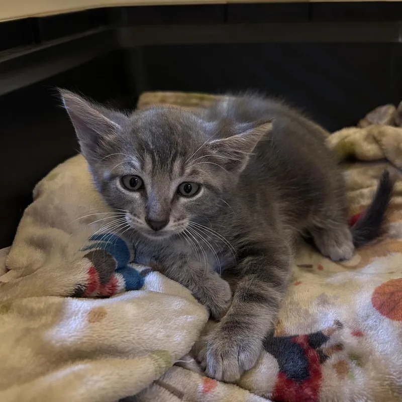 A baby small-sized male Gray / Blue / Silver Domestic Short Hair cat named Pizza Hut for adoption in Wichita, KS