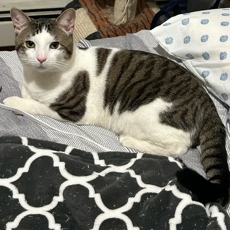 A young medium-sized male Tabby (Brown / Chocolate) Domestic Short Hair cat named Klein for adoption in Weehawken, NJ