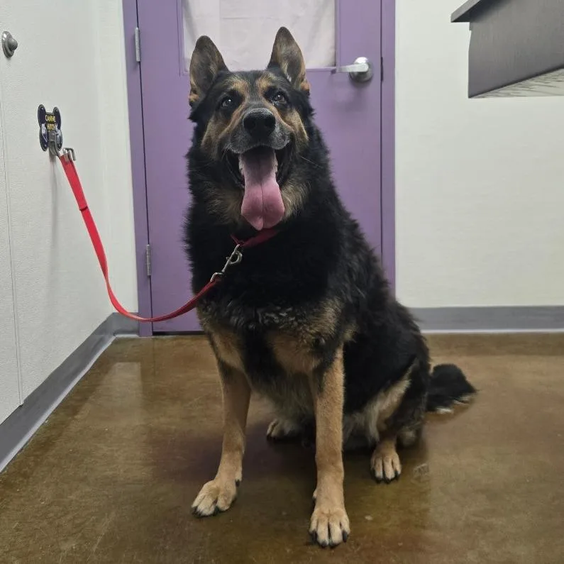 An adult extra large-sized male Black German Shepherd Dog dog named Ben Kenobi for adoption in Albuquerque, NM