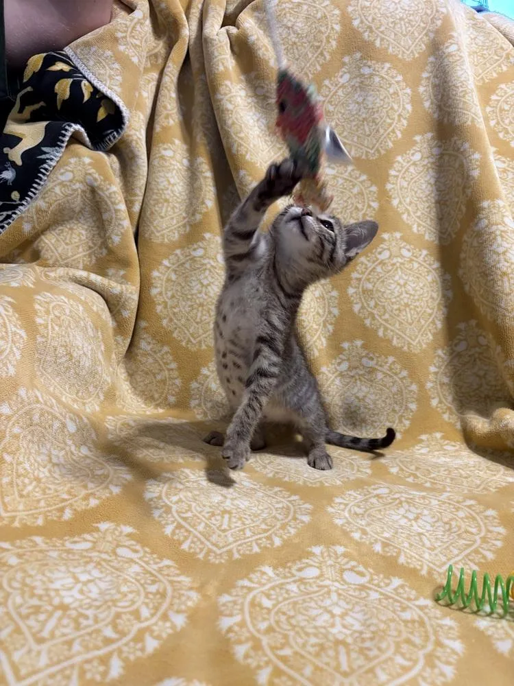 A baby small-sized male Domestic Short Hair cat named Corriander for adoption in Wheaton, IL