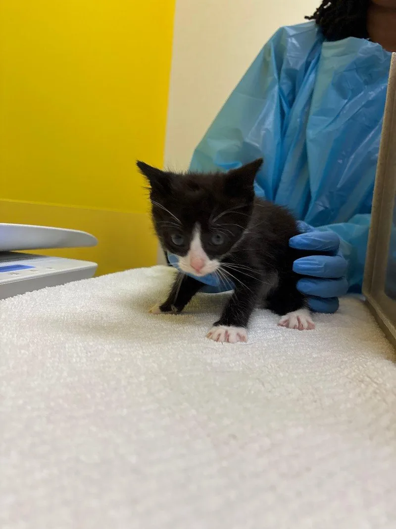 A baby small-sized male Black & White / Tuxedo Domestic Short Hair cat named Itachi for adoption in Raleigh, NC