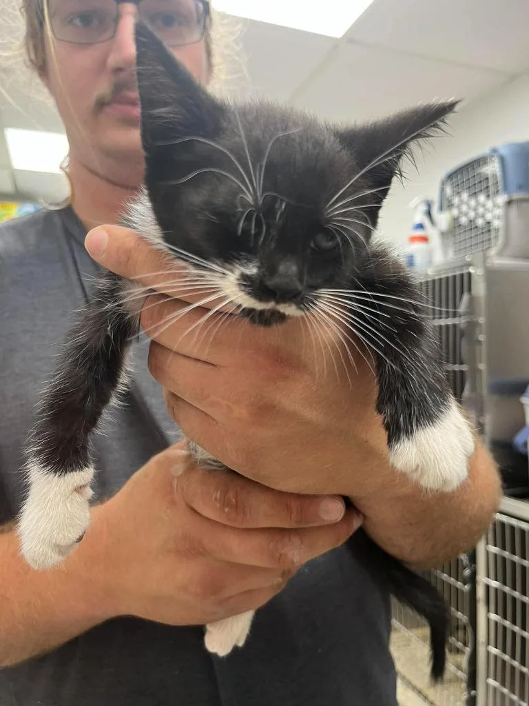 A baby small-sized female Domestic Short Hair cat named Noodle for adoption in Lavonia, GA