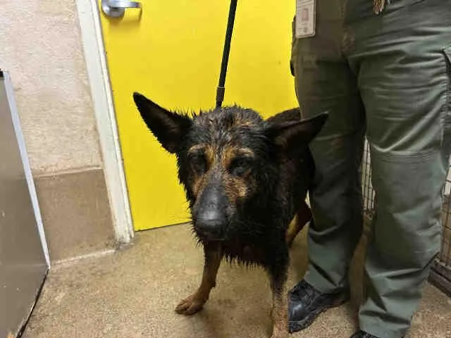 An adult medium-sized female German Shepherd Dog dog named Margot for adoption in Bonita, CA