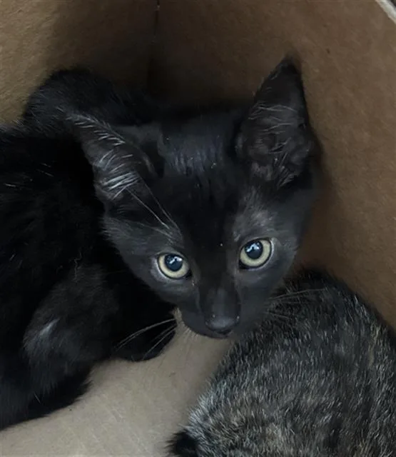 A baby medium-sized male Domestic Short Hair cat named Ebay for adoption in Dallas, TX