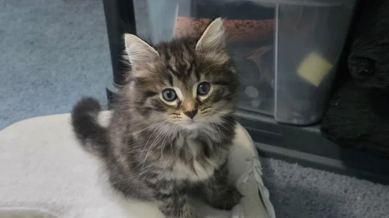 A baby small-sized male Brown / Chocolate Domestic Medium Hair cat named Bentley for adoption in Dayton, OH