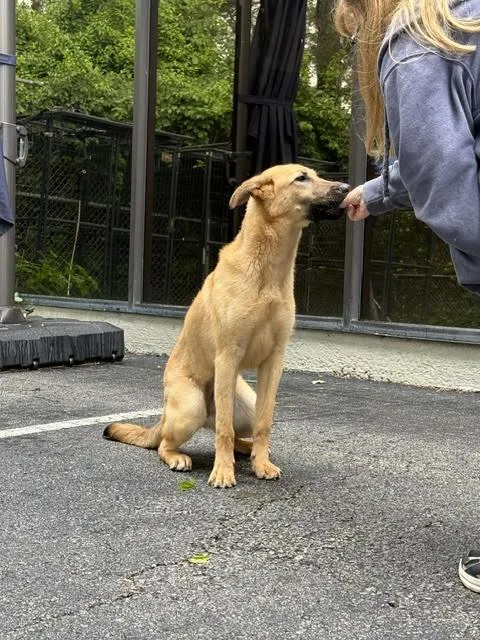 A young medium-sized female Shepherd dog named Laynee for adoption in Cumming, GA