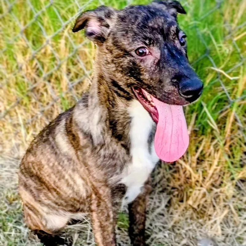 Licorice P thumbnail 2