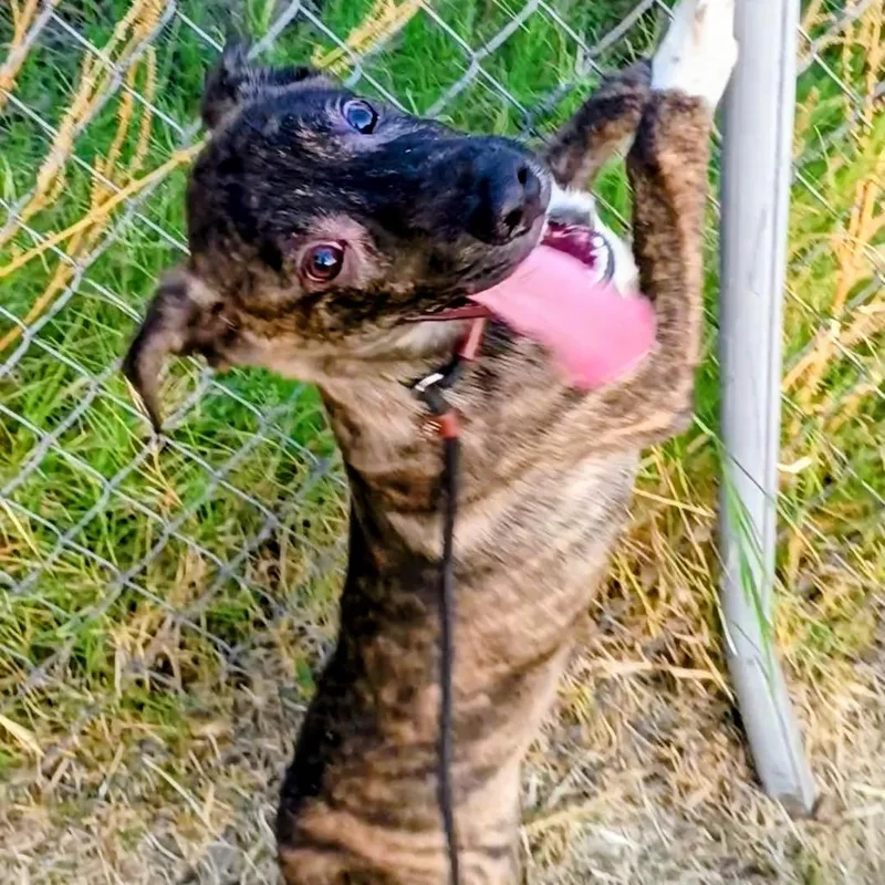 Licorice P thumbnail 4