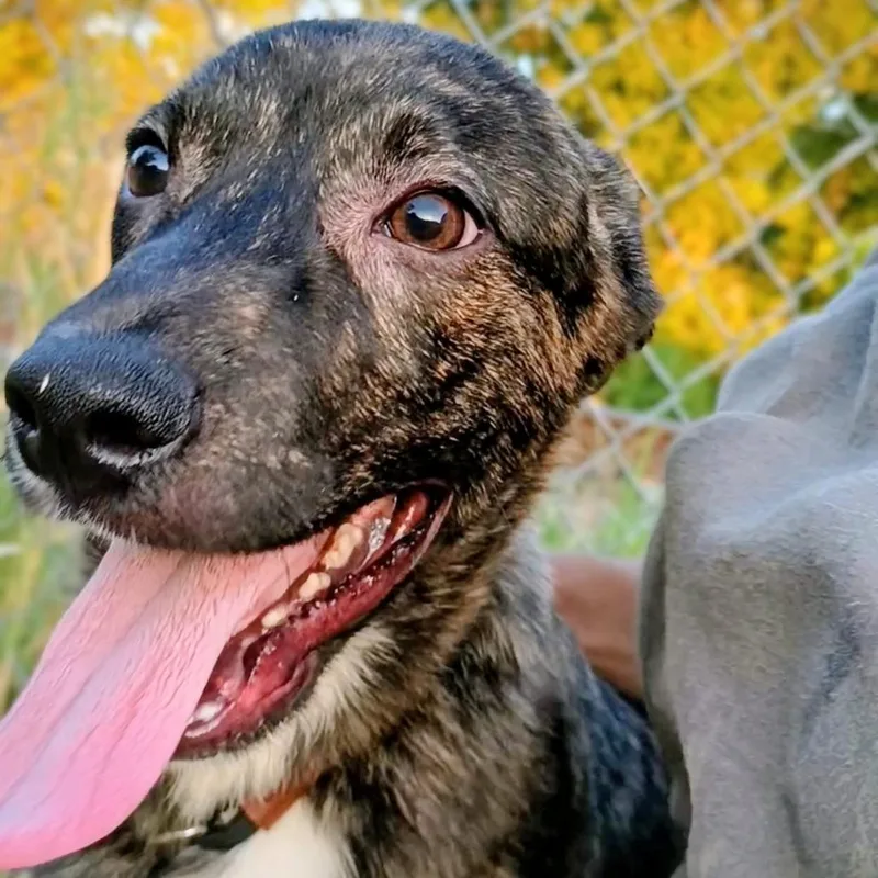 Licorice P thumbnail 5