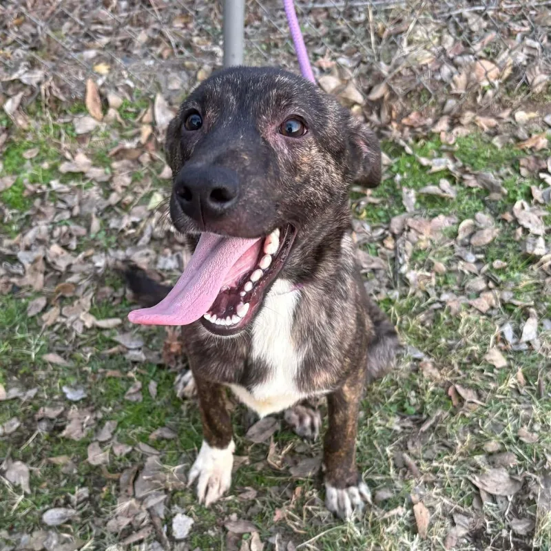 Licorice P thumbnail 6