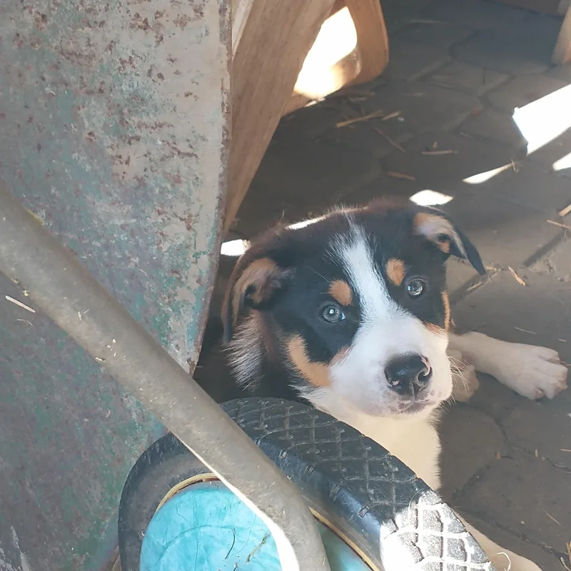 Puppies! thumbnail 2