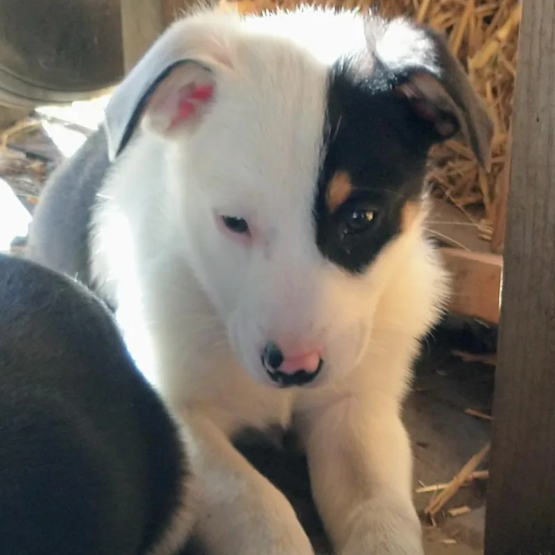 A baby medium-sized male Australian Shepherd dog named Puppies! for adoption in Newport, WA