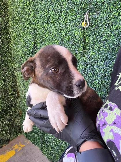 A baby small-sized male Brindle Pit Bull Terrier dog named 60802355 for adoption in El Paso, TX