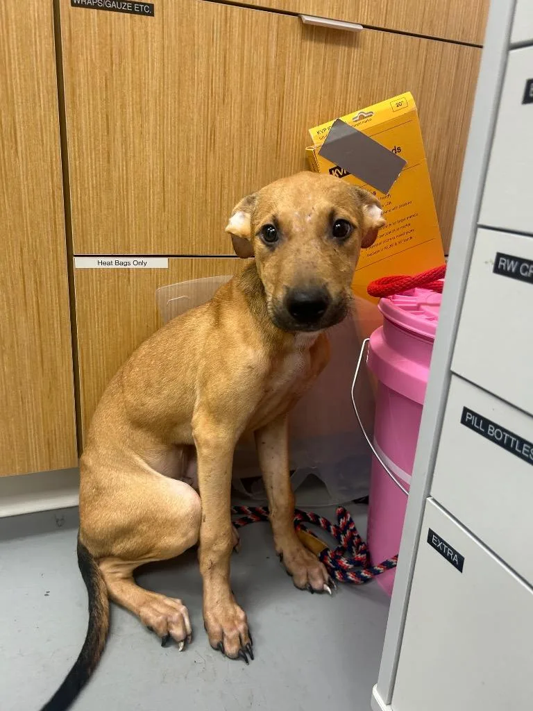 A baby medium-sized female Shepherd dog named Dr. Pepper for adoption in Hartsville, SC