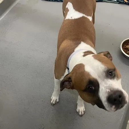 An adult medium-sized male Brown / Chocolate American Bulldog dog named Winston for adoption in Tacoma, WA