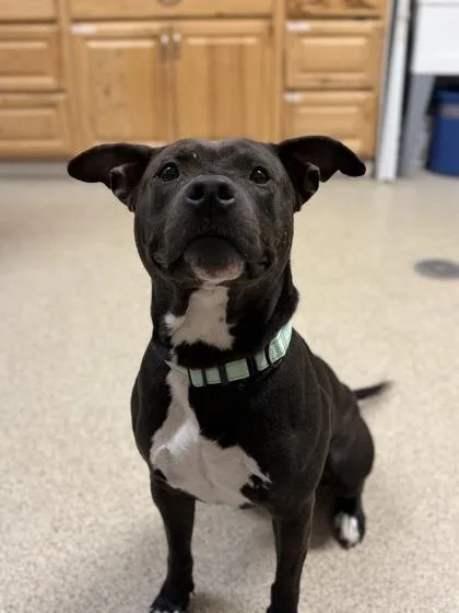 An adult medium-sized male Black Pit Bull Terrier dog named Maddox for adoption in Harbor Springs, MI