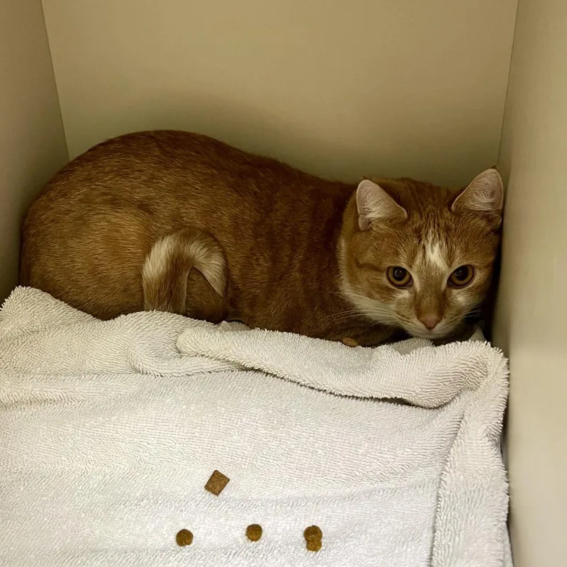 Champagne thumbnail 2