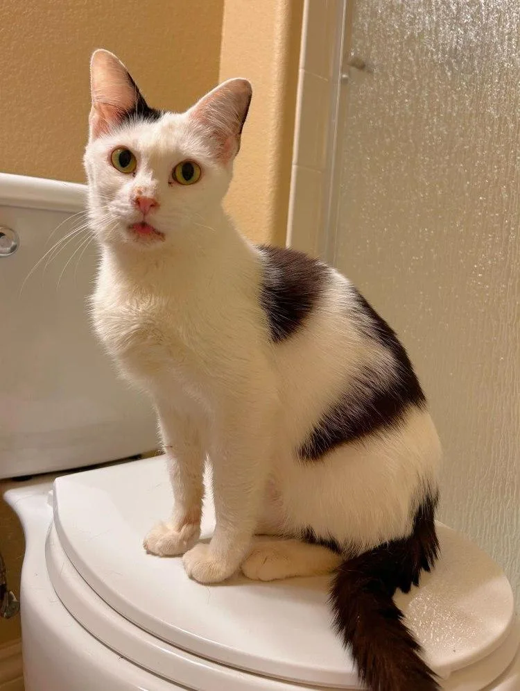 An adult medium-sized female Domestic Short Hair cat named Ophilia Clement for adoption in Colorado Springs, CO