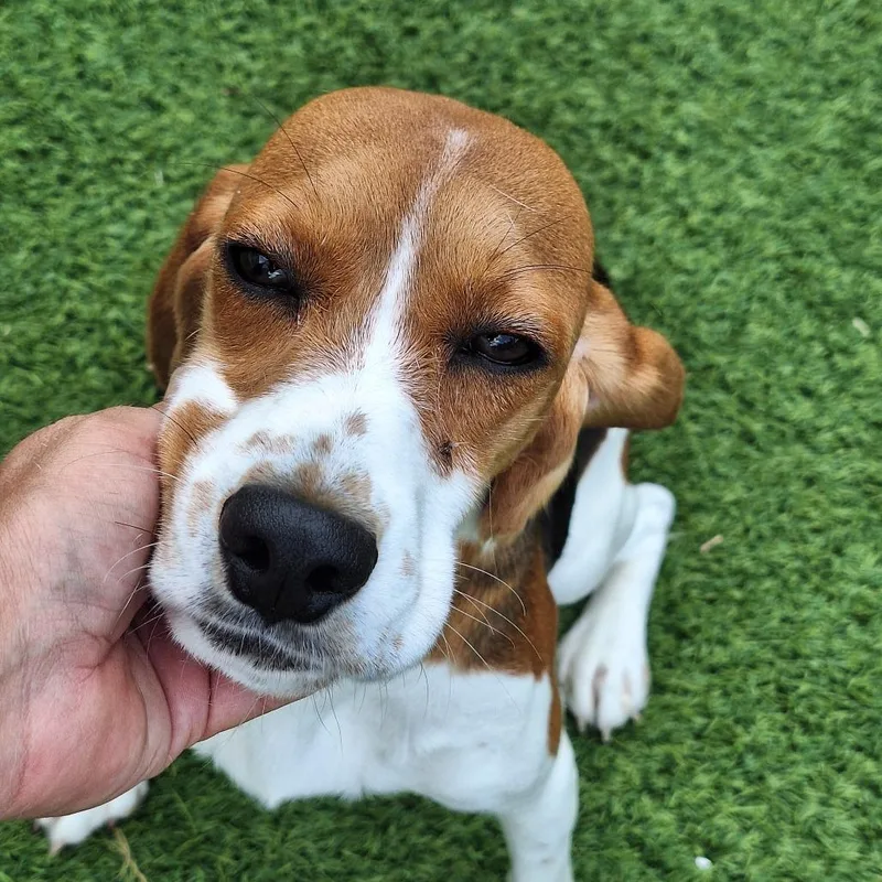 A young small-sized female Brown / Chocolate Beagle dog named Randi for adoption in LOXAHATCHEE, FL