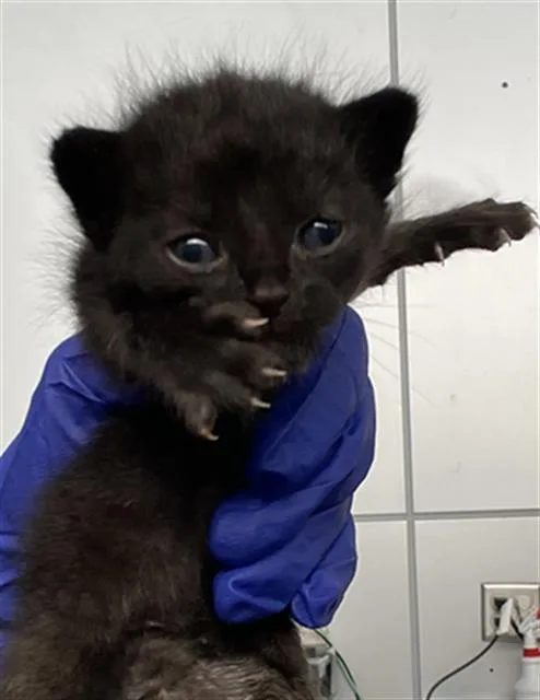 A baby medium-sized male Domestic Short Hair cat named Ranger for adoption in Dallas, TX