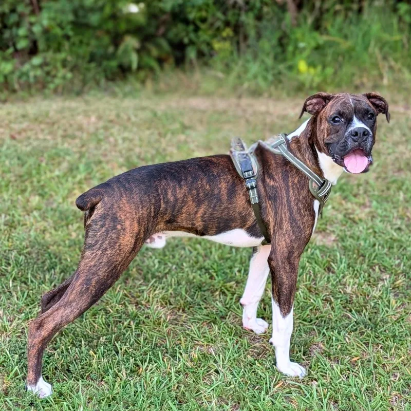 A young medium-sized male Brindle Boxer dog named Butters for adoption in Tyrone, GA