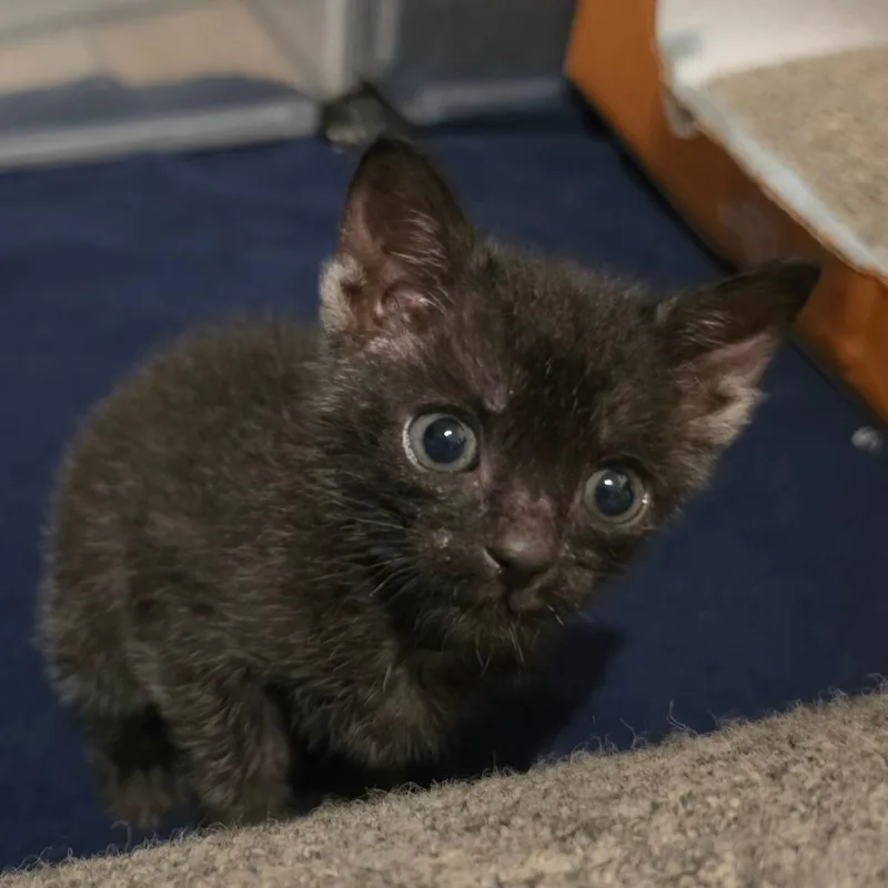 A baby small-sized male Gray / Blue / Silver Domestic Short Hair cat named Daijin for adoption in Columbia, MO