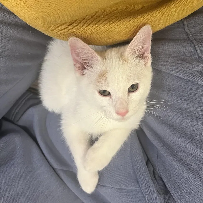 A baby small-sized male White Domestic Short Hair cat named Salt for adoption in Costa Mesa, CA