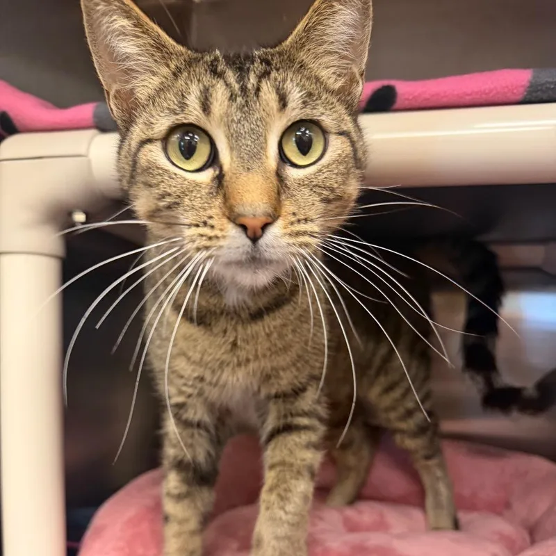An adult medium-sized female Black Domestic Short Hair cat named Tiger Lily for adoption in Keizer, OR