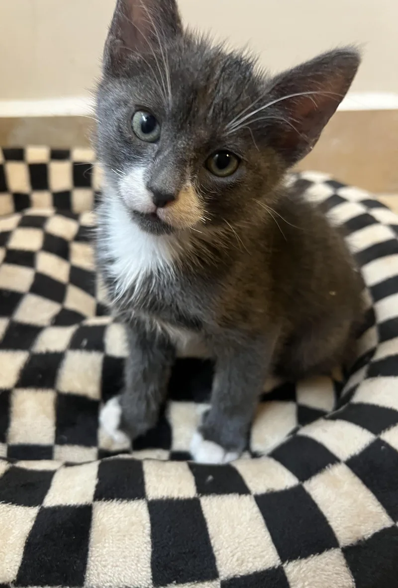 A baby small-sized male Gray & White American Shorthair cat named Dale for adoption in Los Angeles, CA