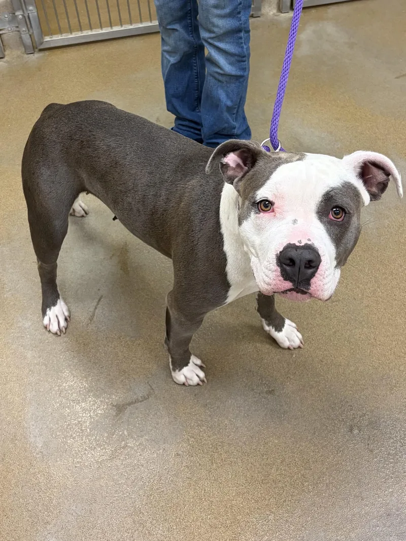 An adult large-sized female Gray / Blue / Silver Pit Bull Terrier dog named Dixie Bell for adoption in Winchester, VA