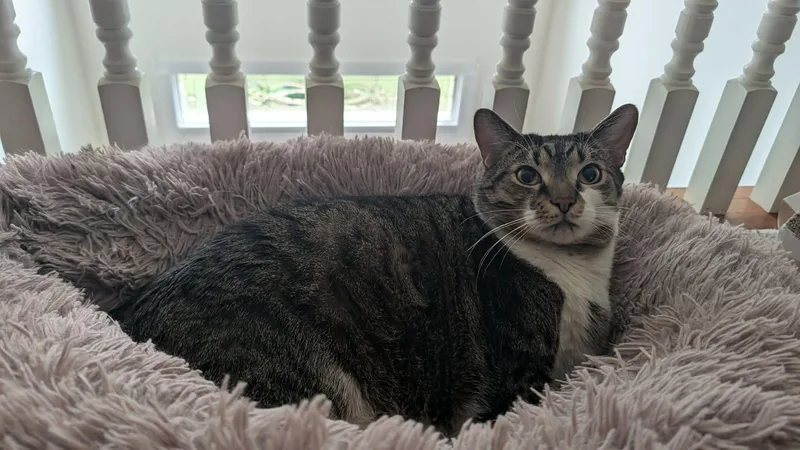 An adult extra large-sized male Domestic Short Hair cat named Monty A LARGE for adoption in Bristow, VA