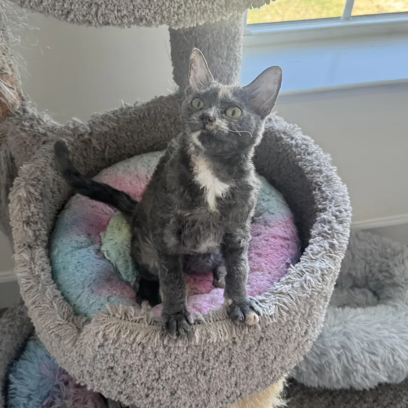 A baby medium-sized female Devon Rex cat named Olivia for adoption in Manchester, MD